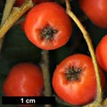 SpeciesSub: subsp. pohuashanensis